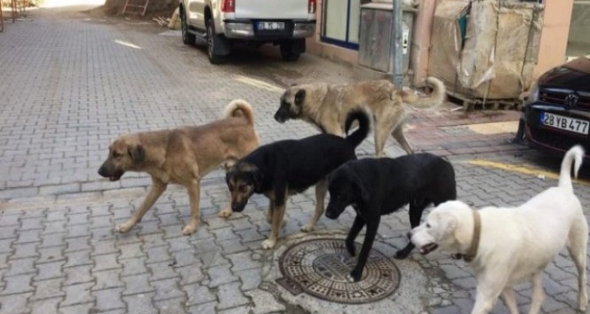 Sokak hayvanları düzenlemesi yürürlüğe girdi!