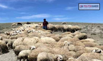 Türk çoban kalmadı, sürülerini elden çıkarıyorlar!