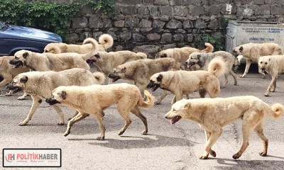 Yapılan ihbar gerçeği ortaya çıkardı!